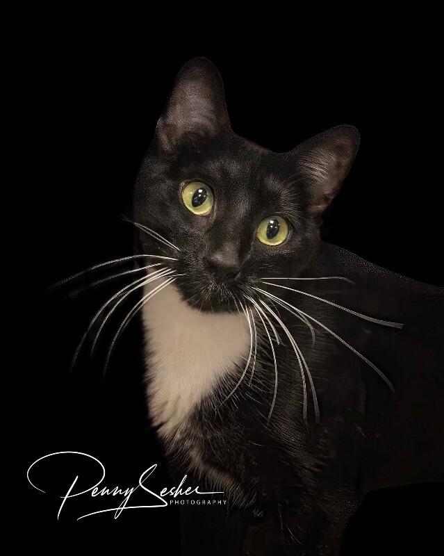 Enlarge Swayze, a Adoptable Tuxedo in Belton, MO image 4/4