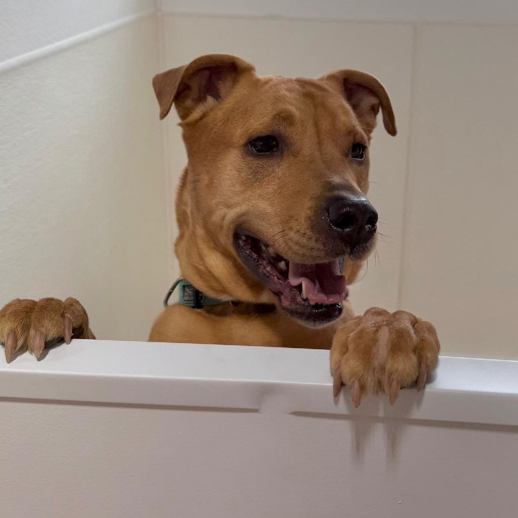 DJ, Adoptable, Adult Male Mixed Breed.