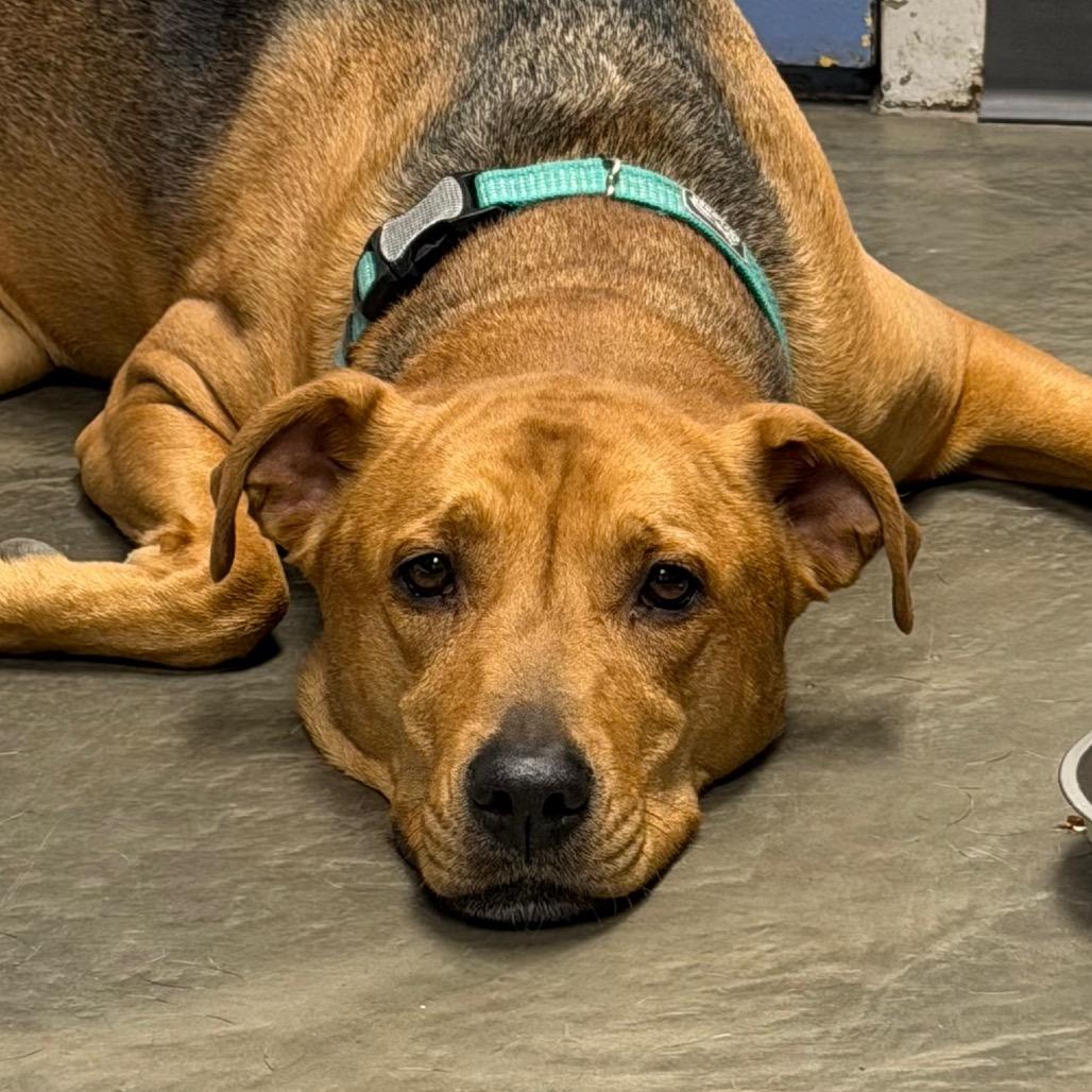 Enlarge DJ, a Adoptable Mixed Breed in DeKalb, IL image 2/6