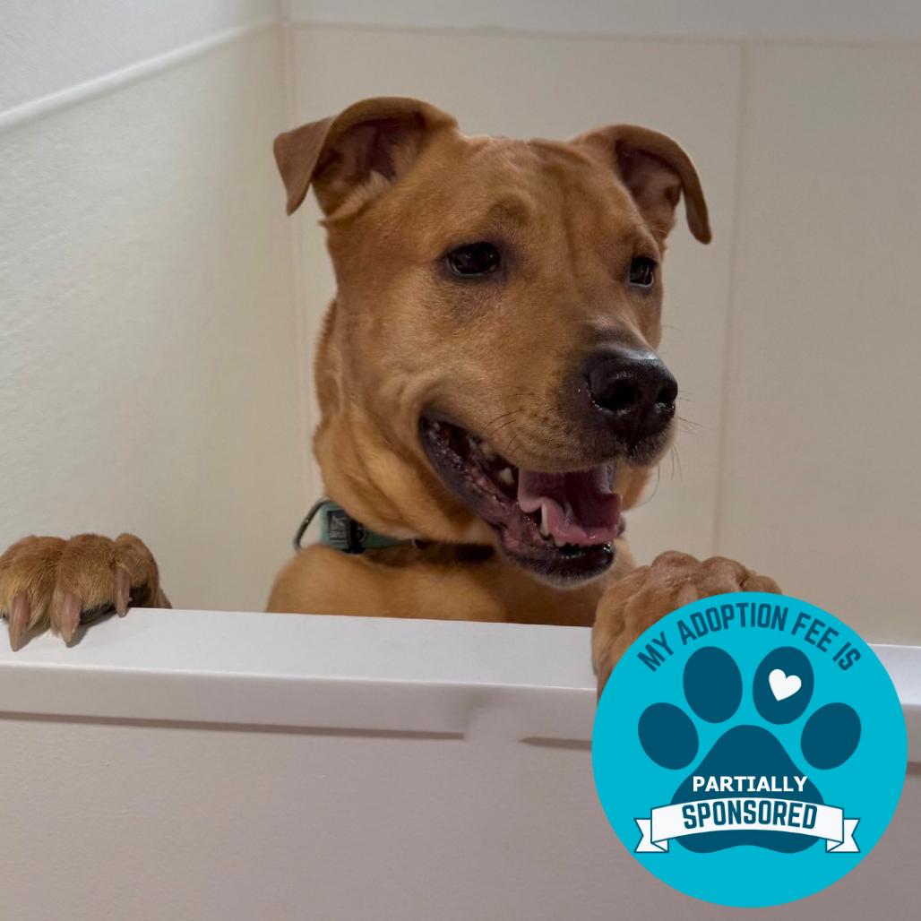 Enlarge DJ, a Adoptable Mixed Breed in DeKalb, IL image 3/6