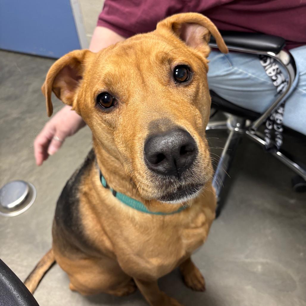 Enlarge DJ, a Adoptable Mixed Breed in DeKalb, IL image 4/6