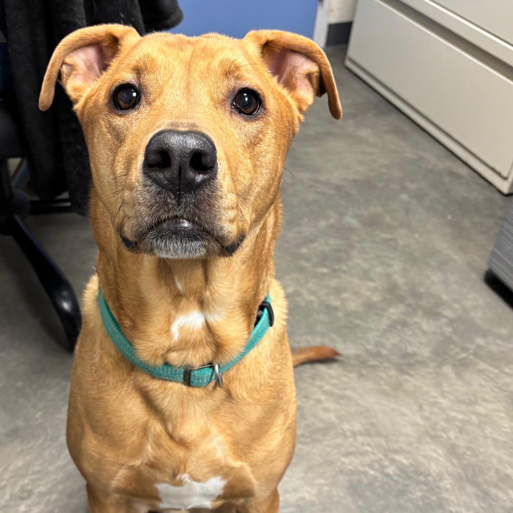 Enlarge DJ, a Adoptable Mixed Breed in DeKalb, IL image 5/6