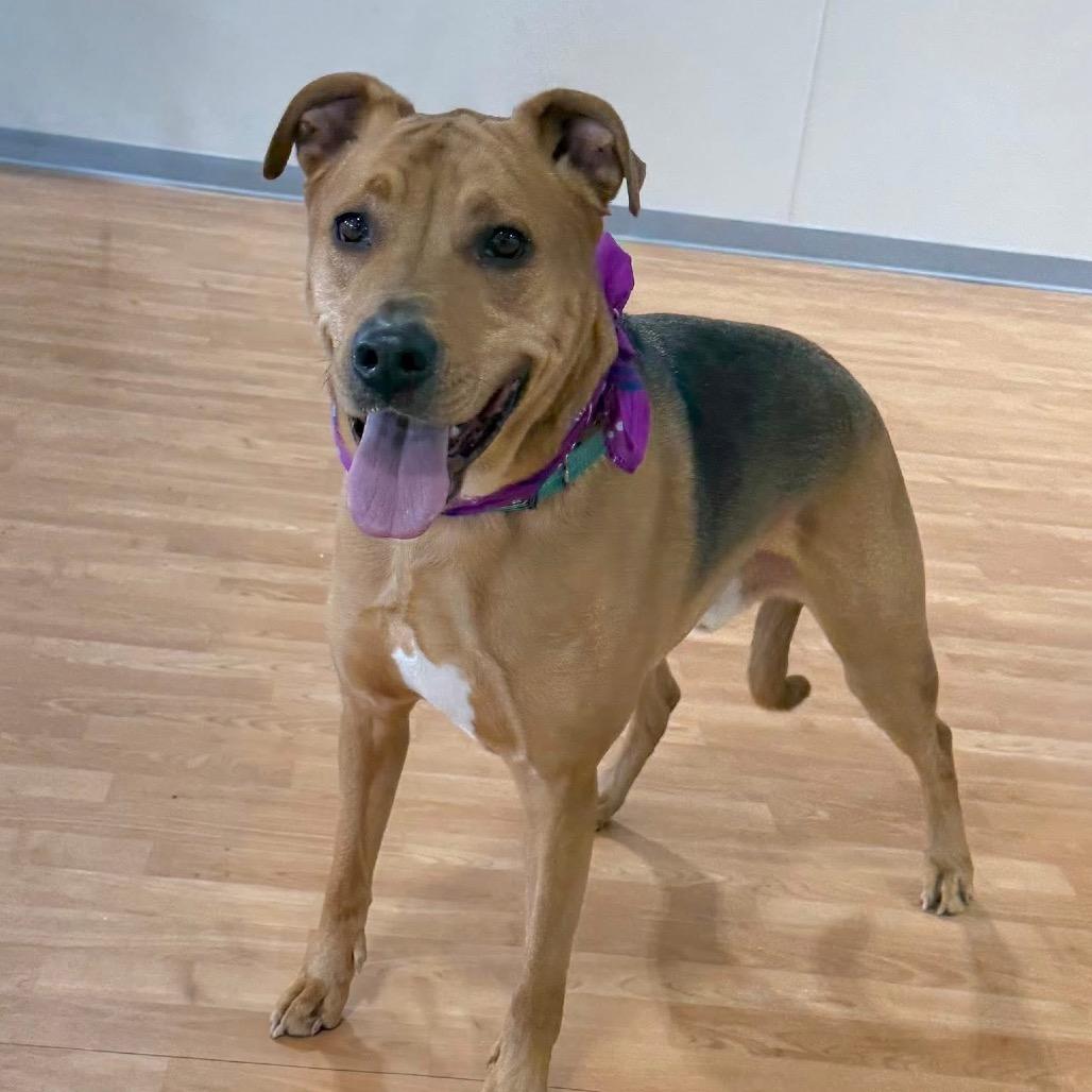 Enlarge DJ, a Adoptable Mixed Breed in DeKalb, IL image 6/6