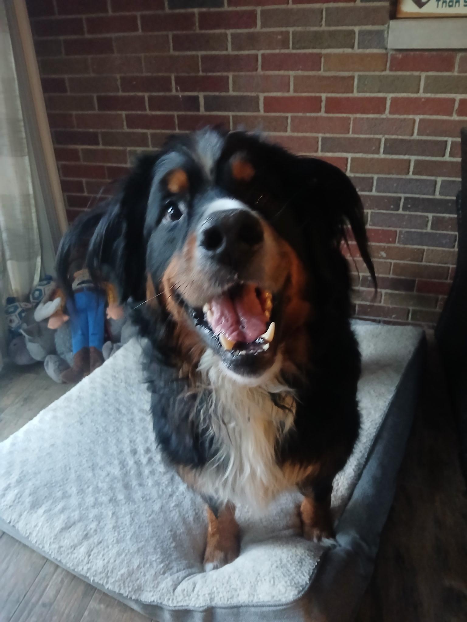 Chico, ADOPTABLE, Adult Male Bernese Mountain Dog.