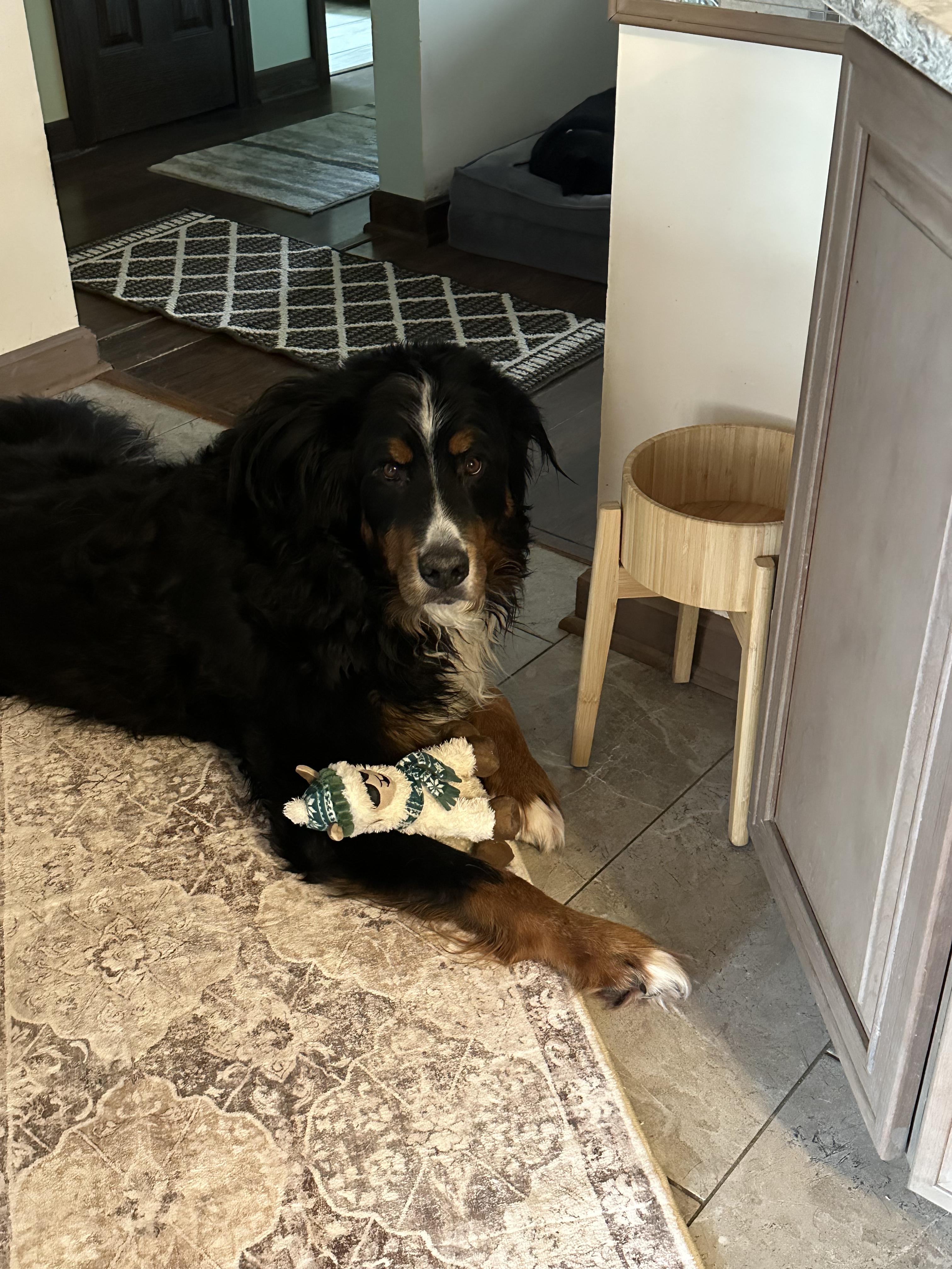 Enlarge Chico, a ADOPTABLE Bernese Mountain Dog in Youngstown, OH image 5/6