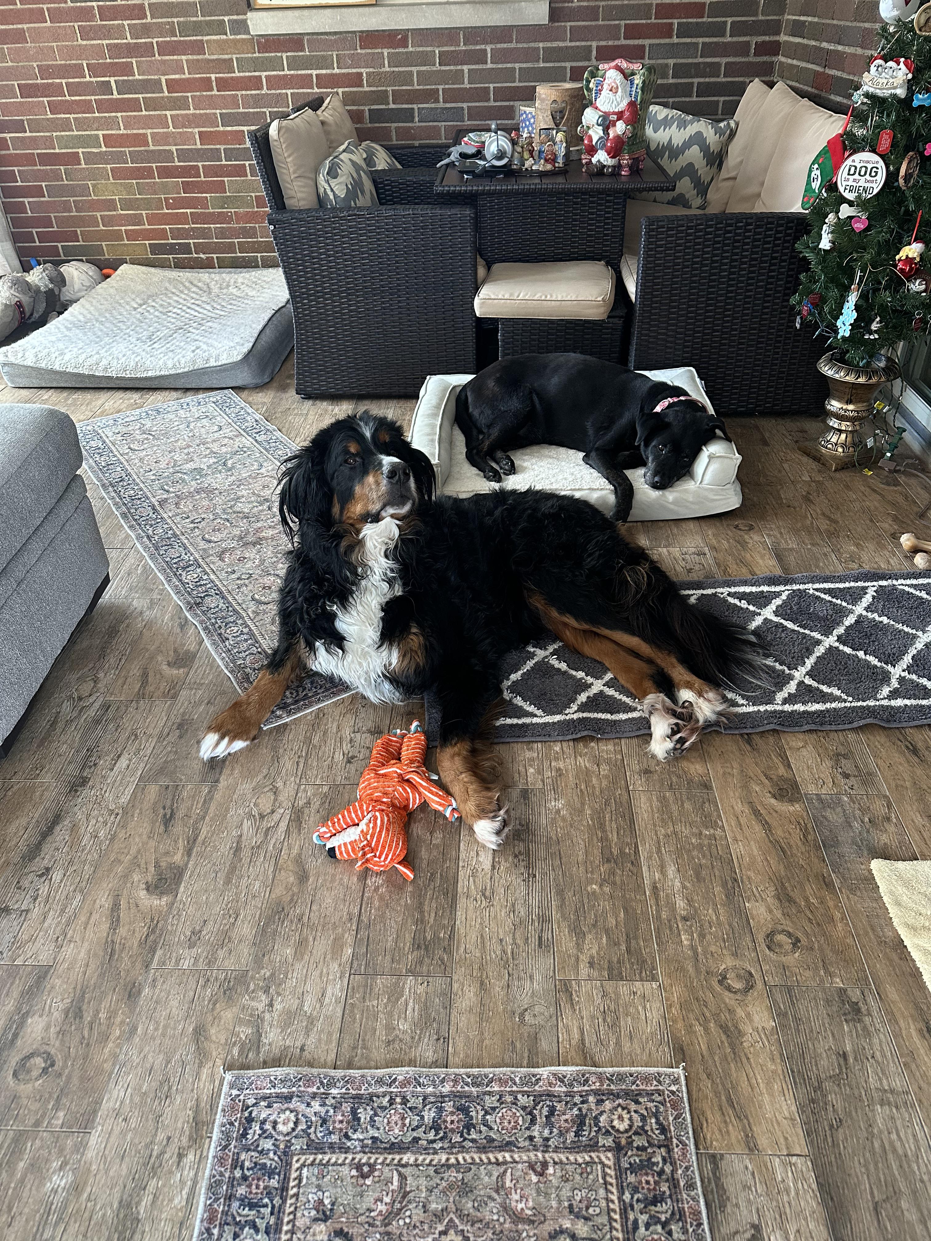 Enlarge Chico, a ADOPTABLE Bernese Mountain Dog in Youngstown, OH image 4/6