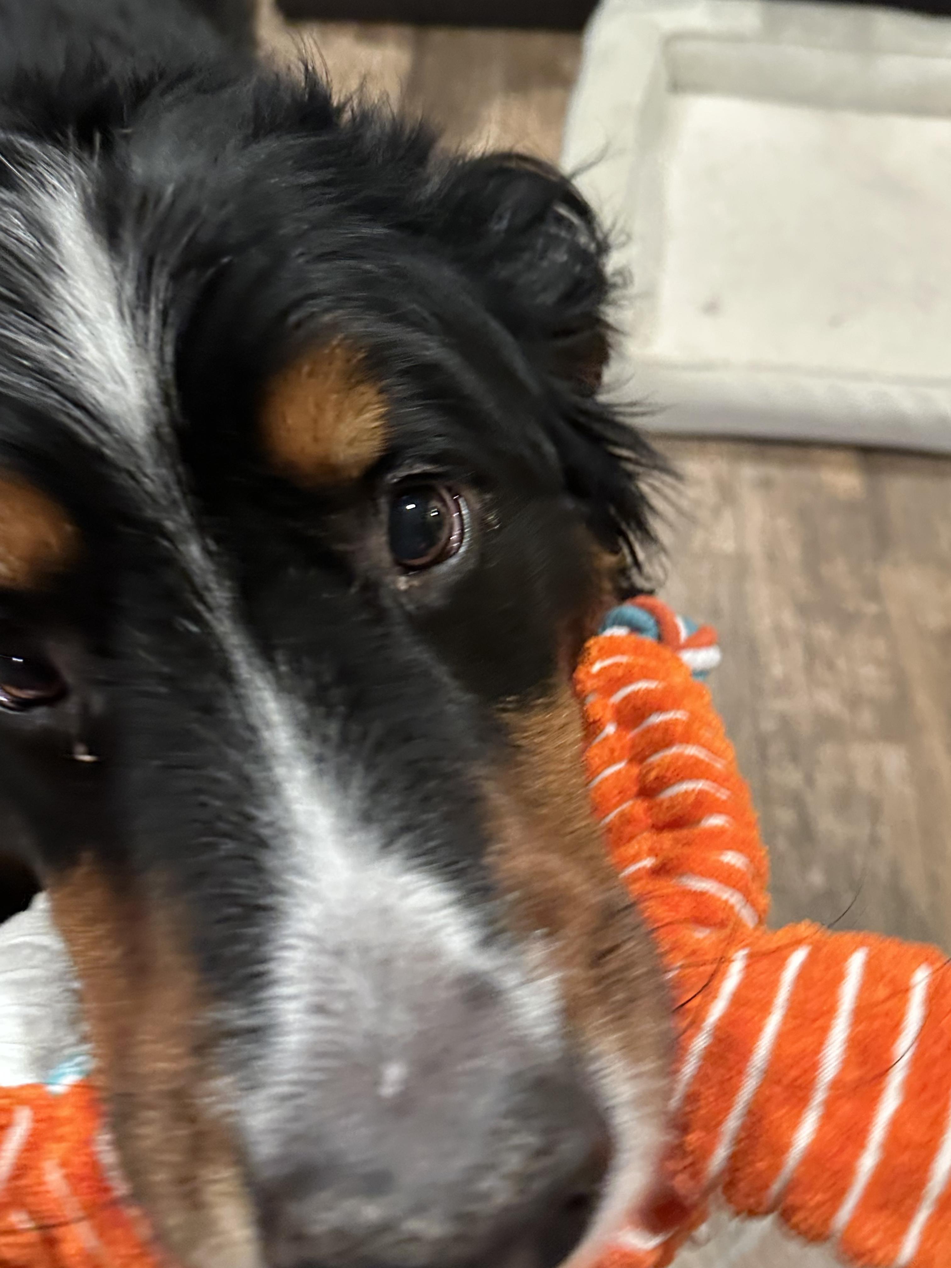 Enlarge Chico, a ADOPTABLE Bernese Mountain Dog in Youngstown, OH image 6/6