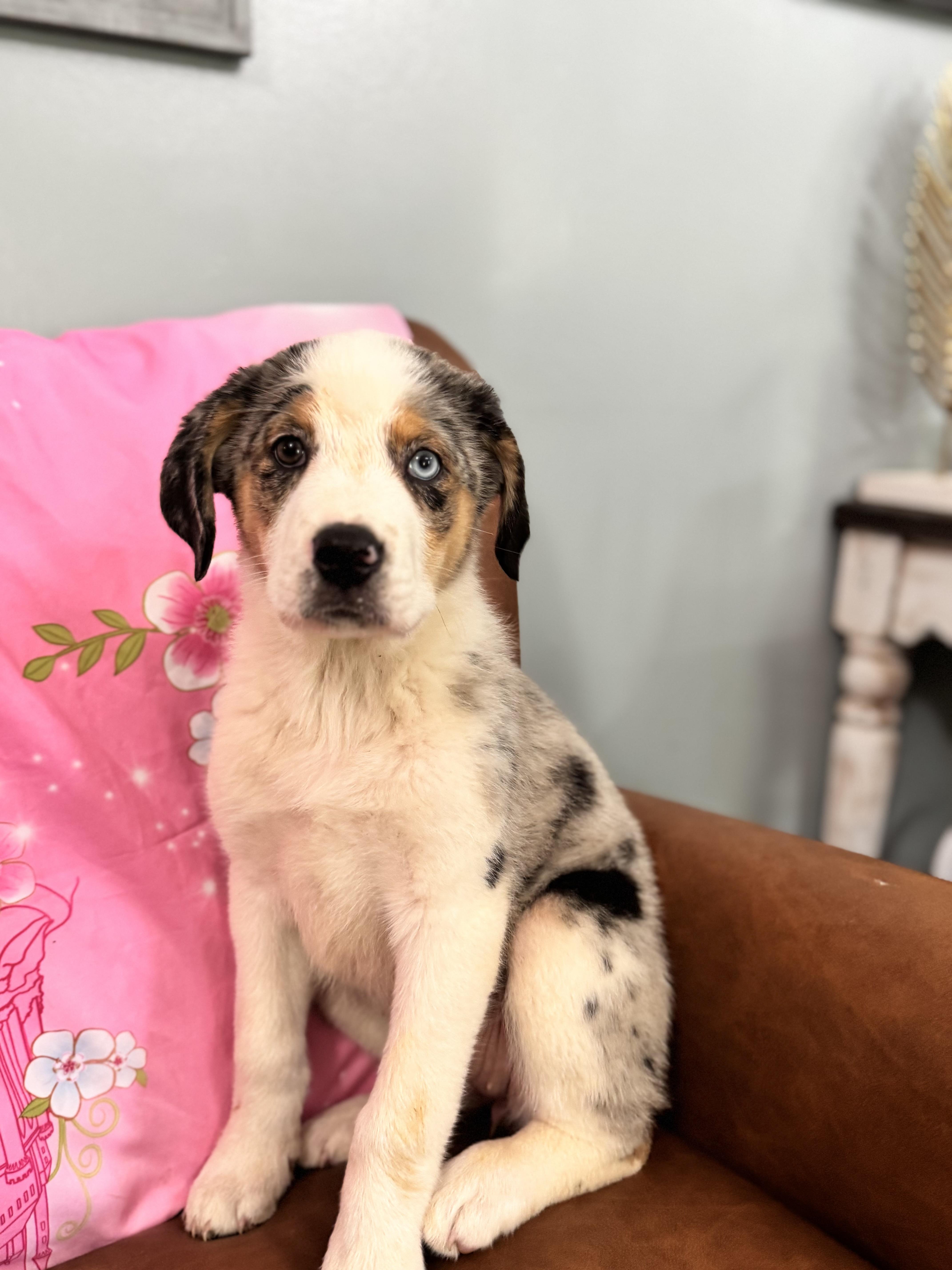 Zatanna , an adopted mixed breed in Sequatchie, TN image 1/5