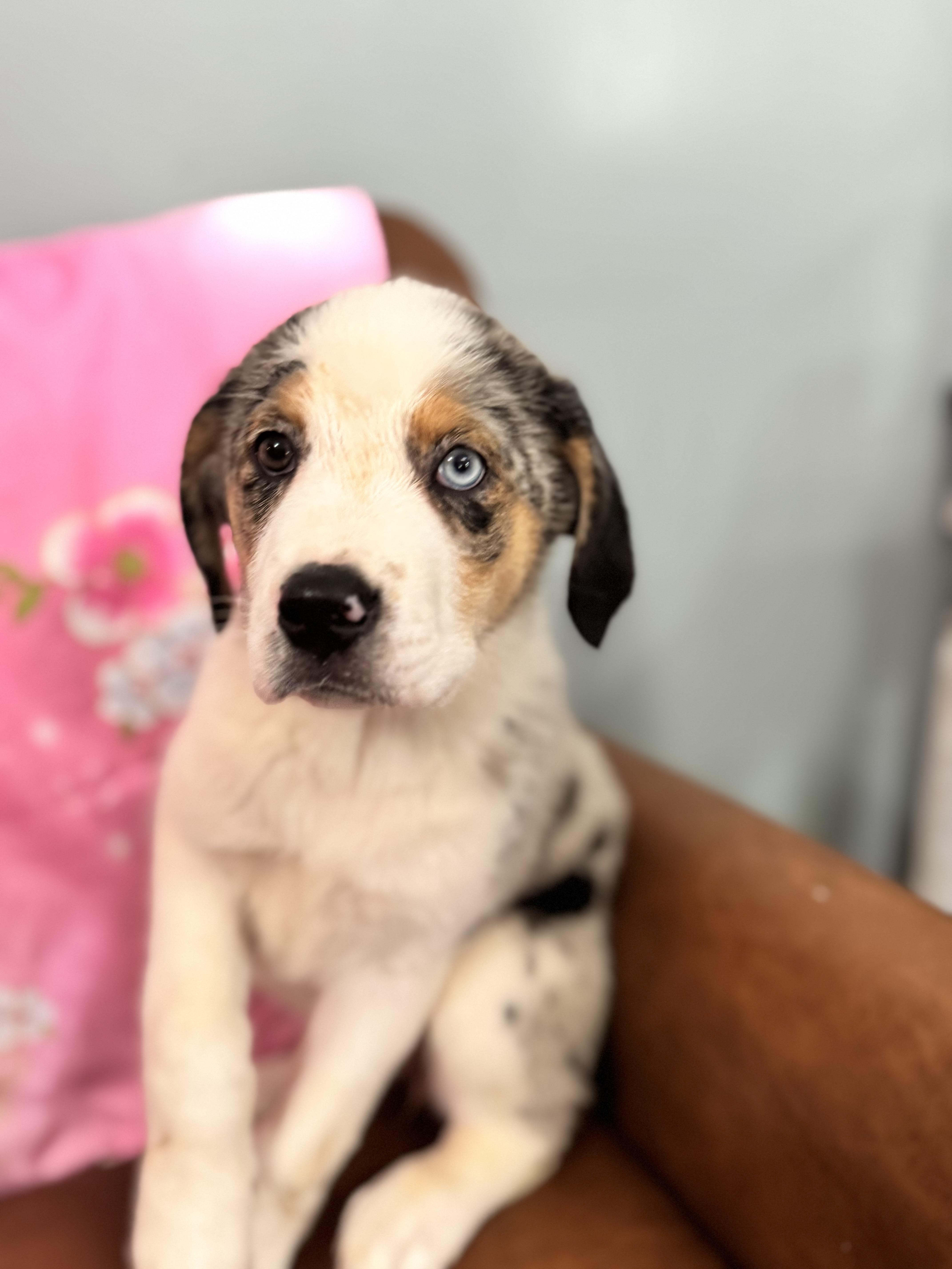 Zatanna , an adopted mixed breed in Sequatchie, TN image 4/5