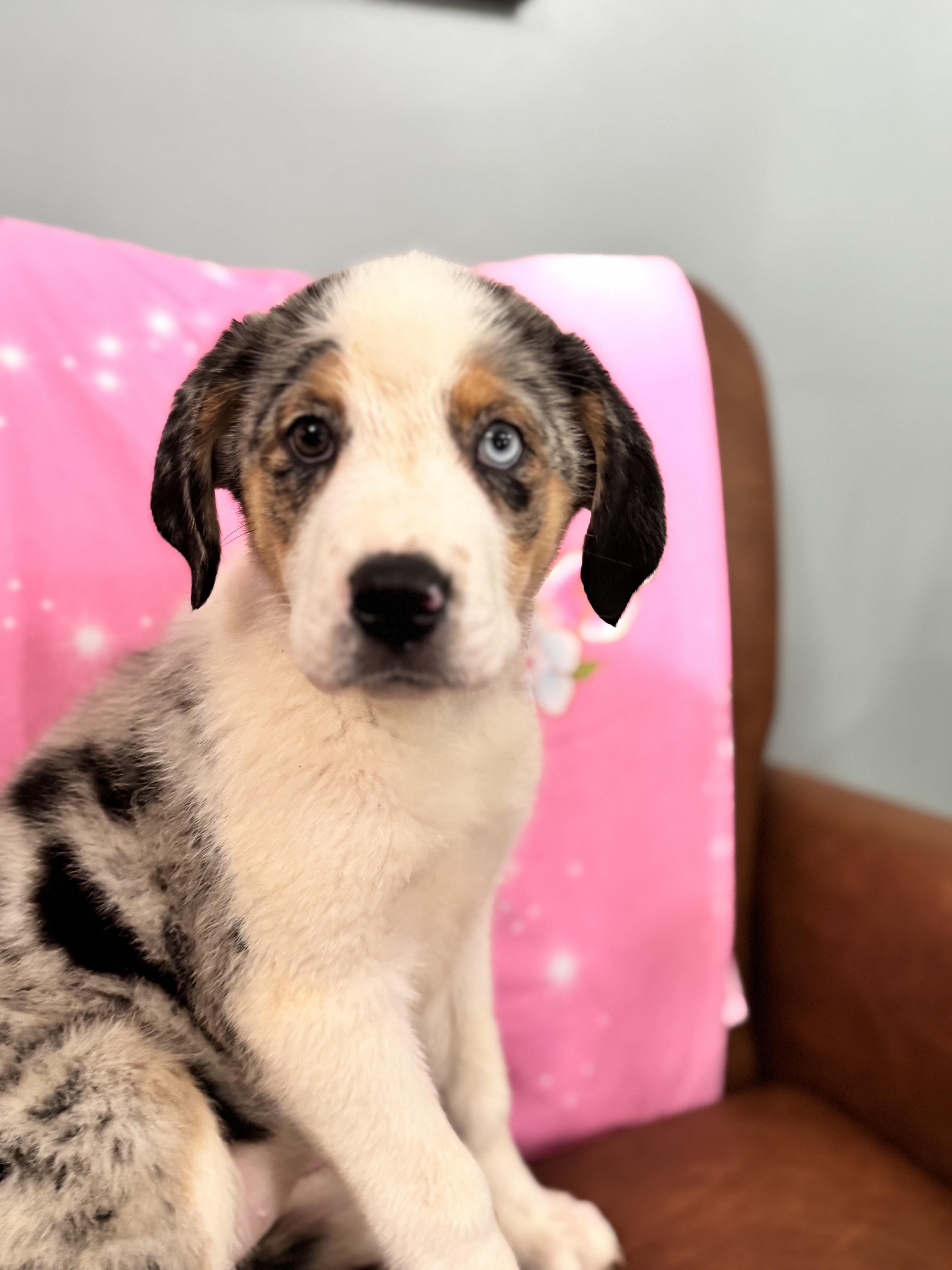 Zatanna , an adopted mixed breed in Sequatchie, TN image 2/5