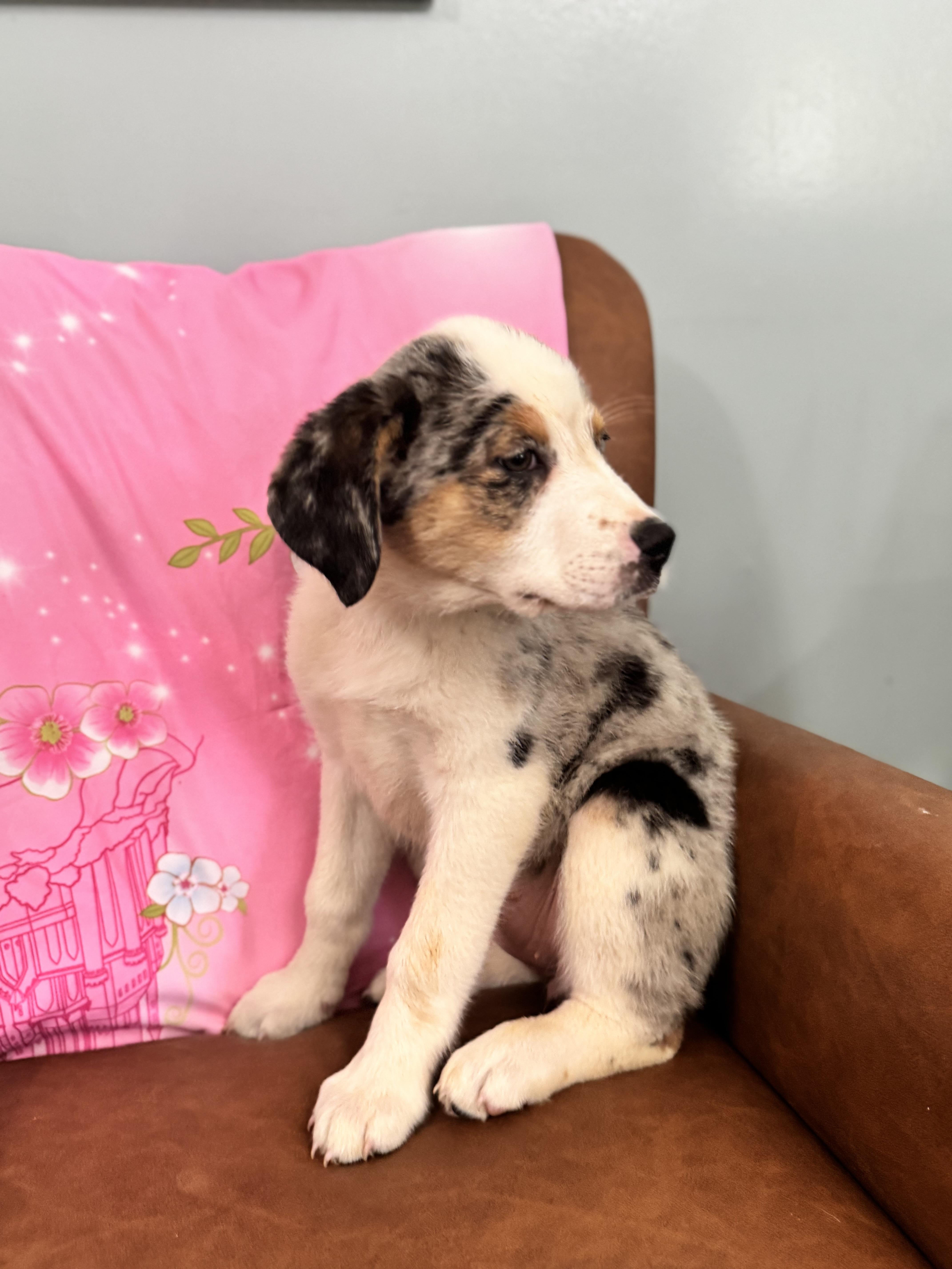 Zatanna , an adopted mixed breed in Sequatchie, TN image 5/5