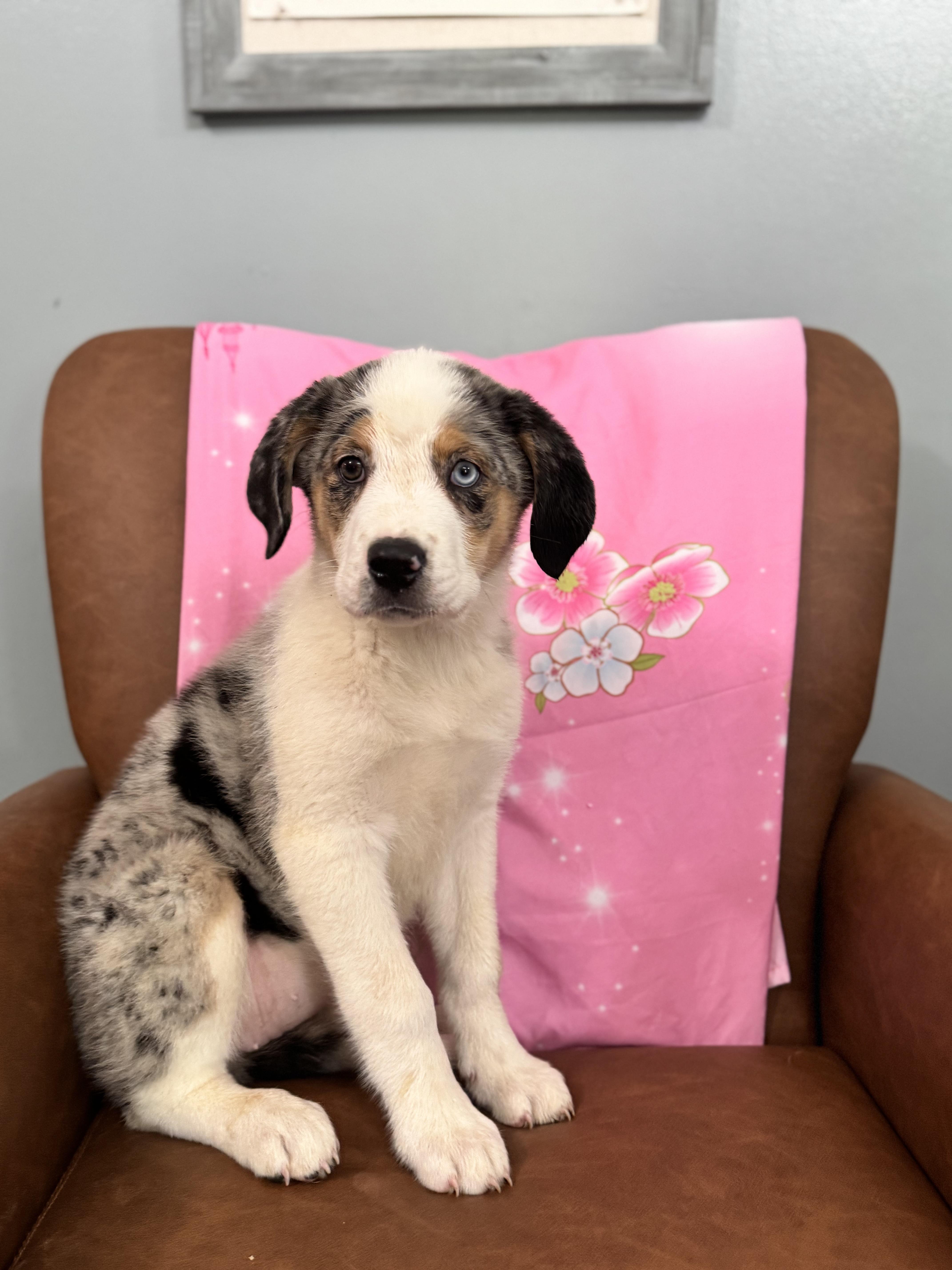 Zatanna , an adopted mixed breed in Sequatchie, TN image 3/5