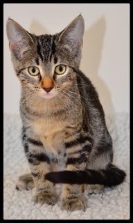 Cindy A061114, Adoptable, Kitten Female Domestic Short Hair.