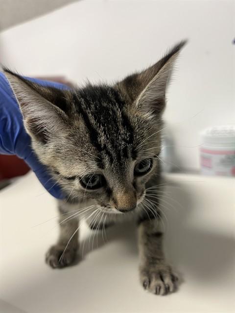Enlarge Cindy A061114, a Adoptable Domestic Short Hair in San Andreas, CA image 2/2