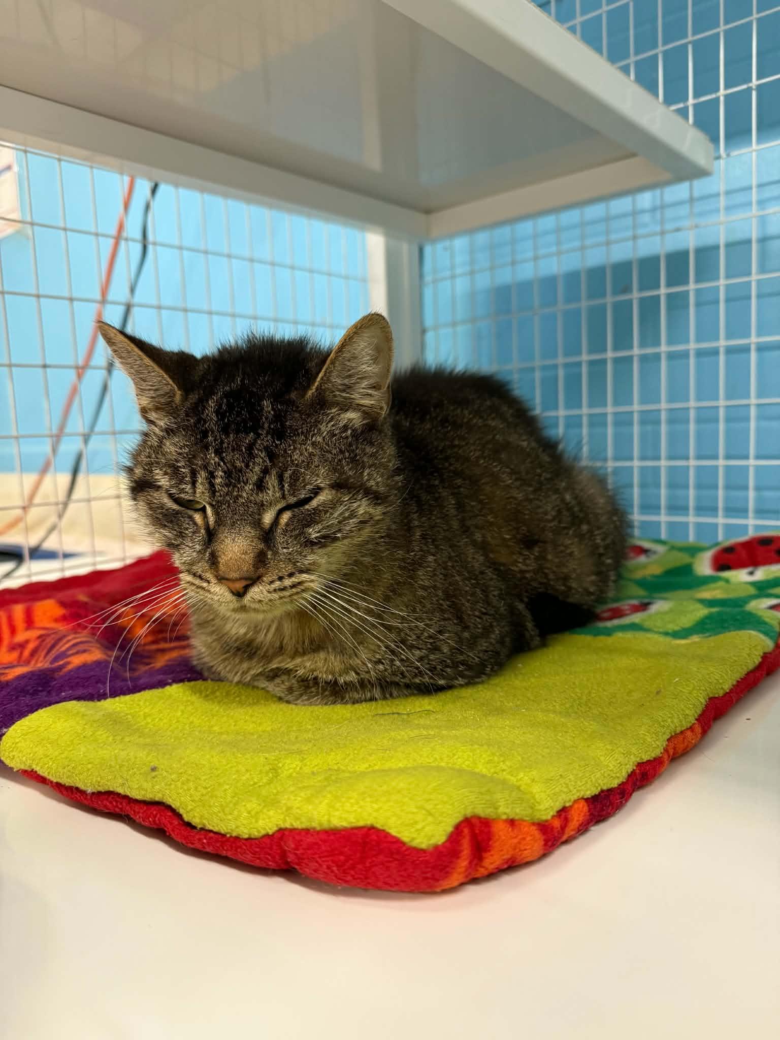 Enlarge Bramble - FIV Positive, a ADOPTABLE Domestic Short Hair in Claremont, NH image 1/1