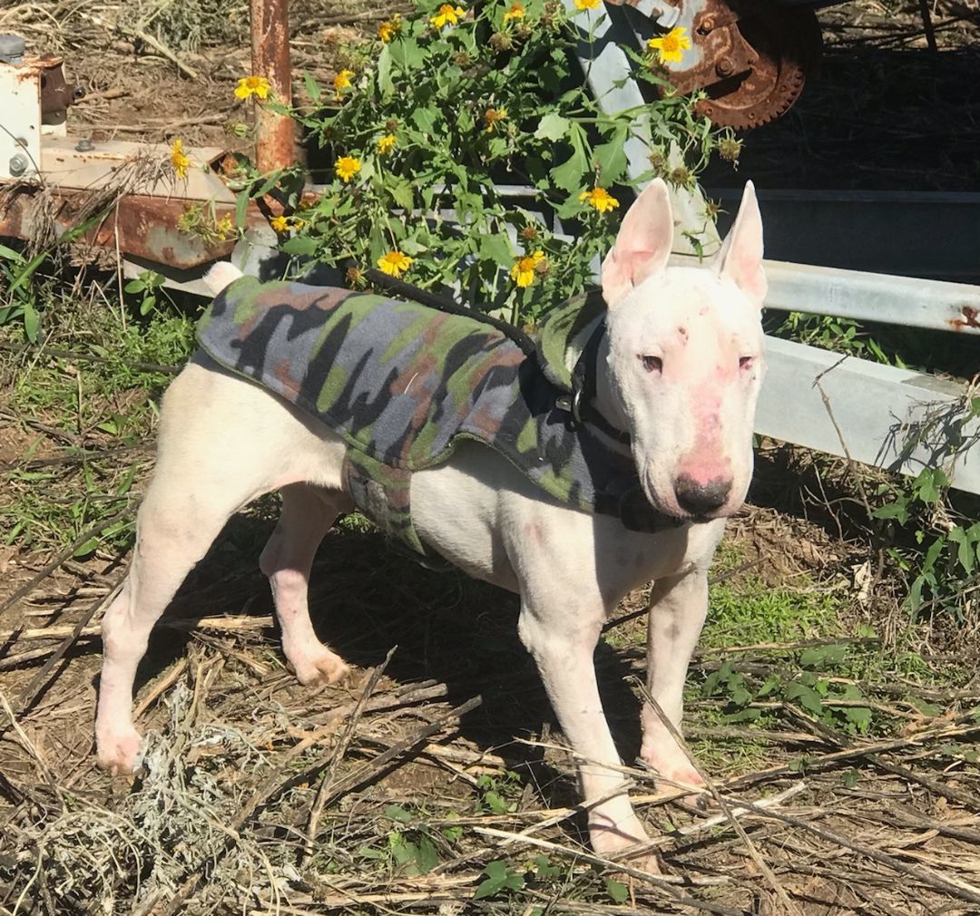 Enlarge Billie, a Adoptable Bull Terrier in Austin, TX image 1/1