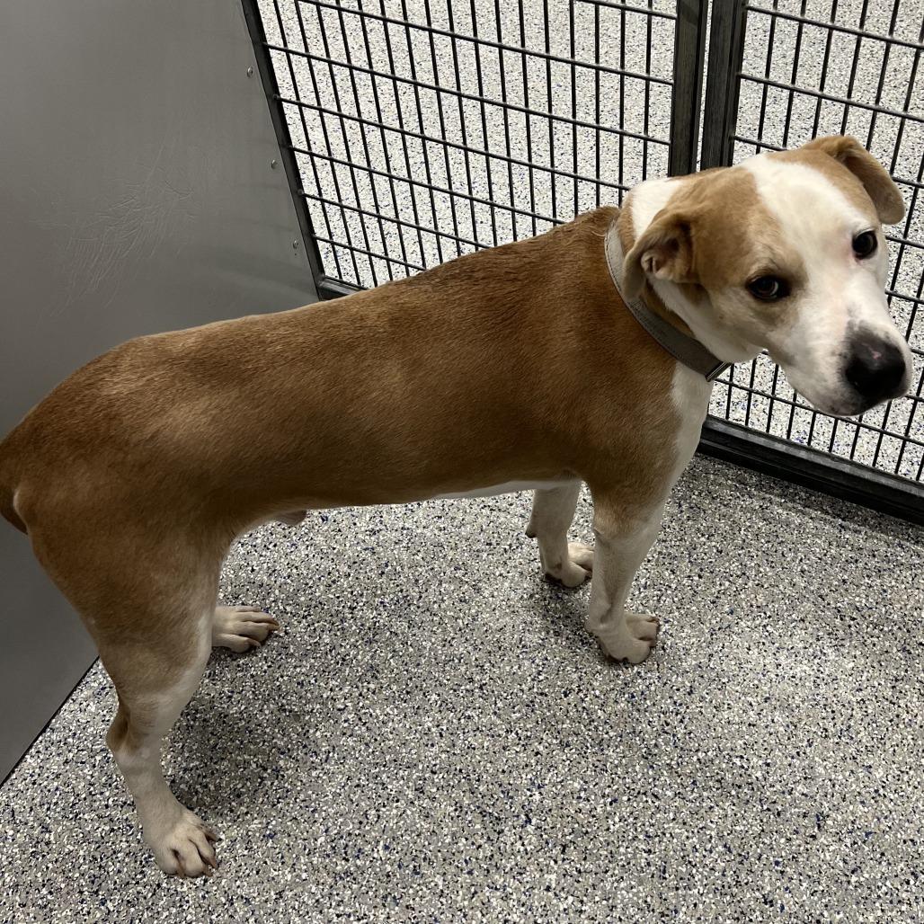 Rocky, Adoptable, Adult Male Pit Bull Terrier.