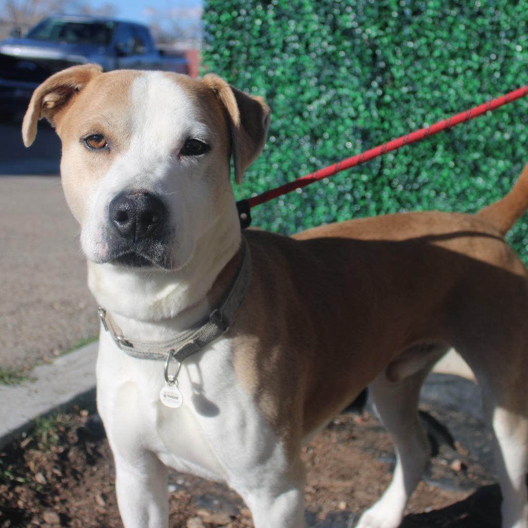 Enlarge Rocky, a Adoptable mixed breed in Murray, UT image 2/2
