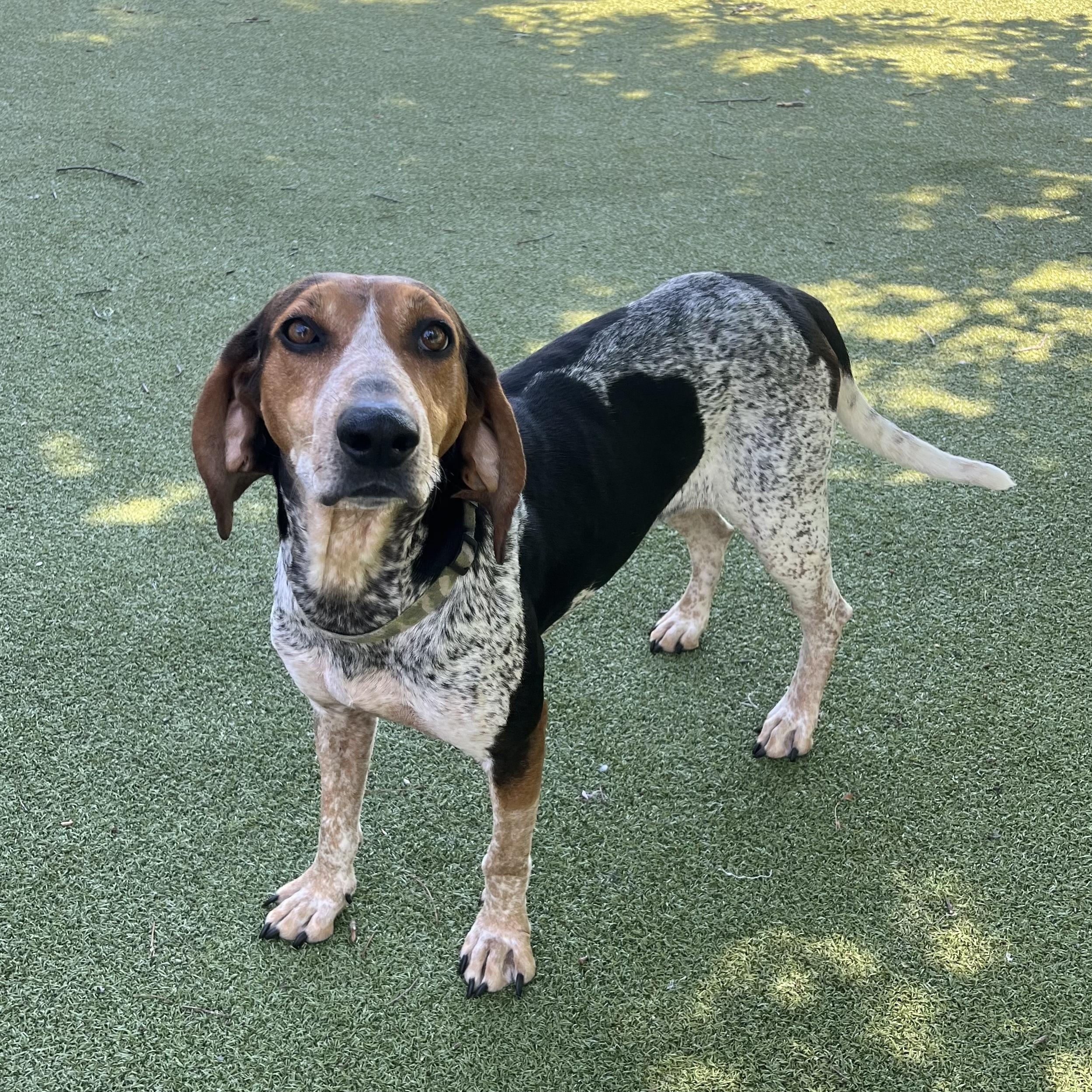 Enlarge Lainey, a Adoptable Bluetick Coonhound in New Bedford, MA image 2/2