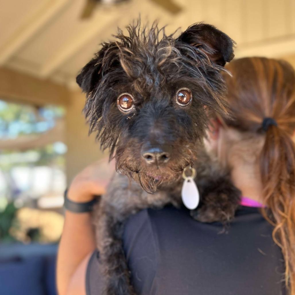 Pinot Noir, Adoptable, Senior Female Poodle.
