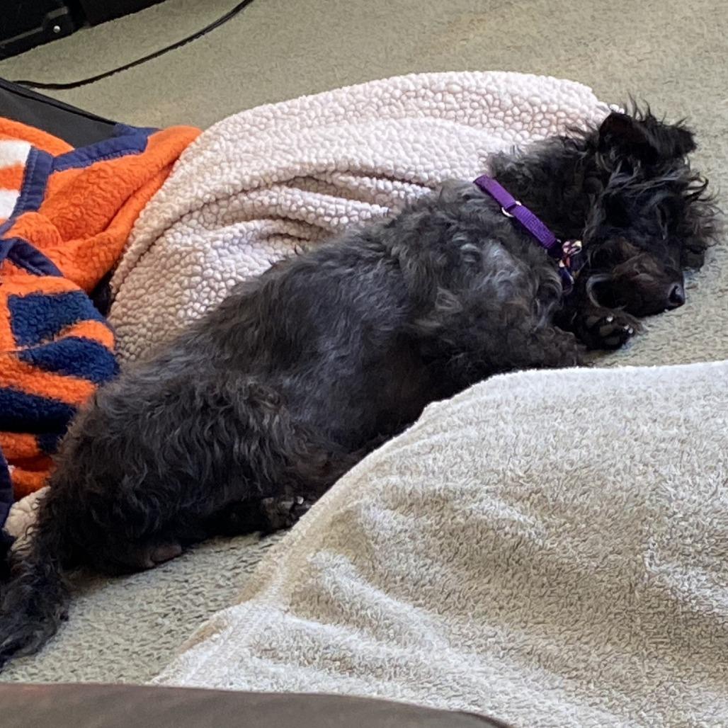 Enlarge Pinot Noir, a Adoptable Poodle in Sonoma, CA image 2/6