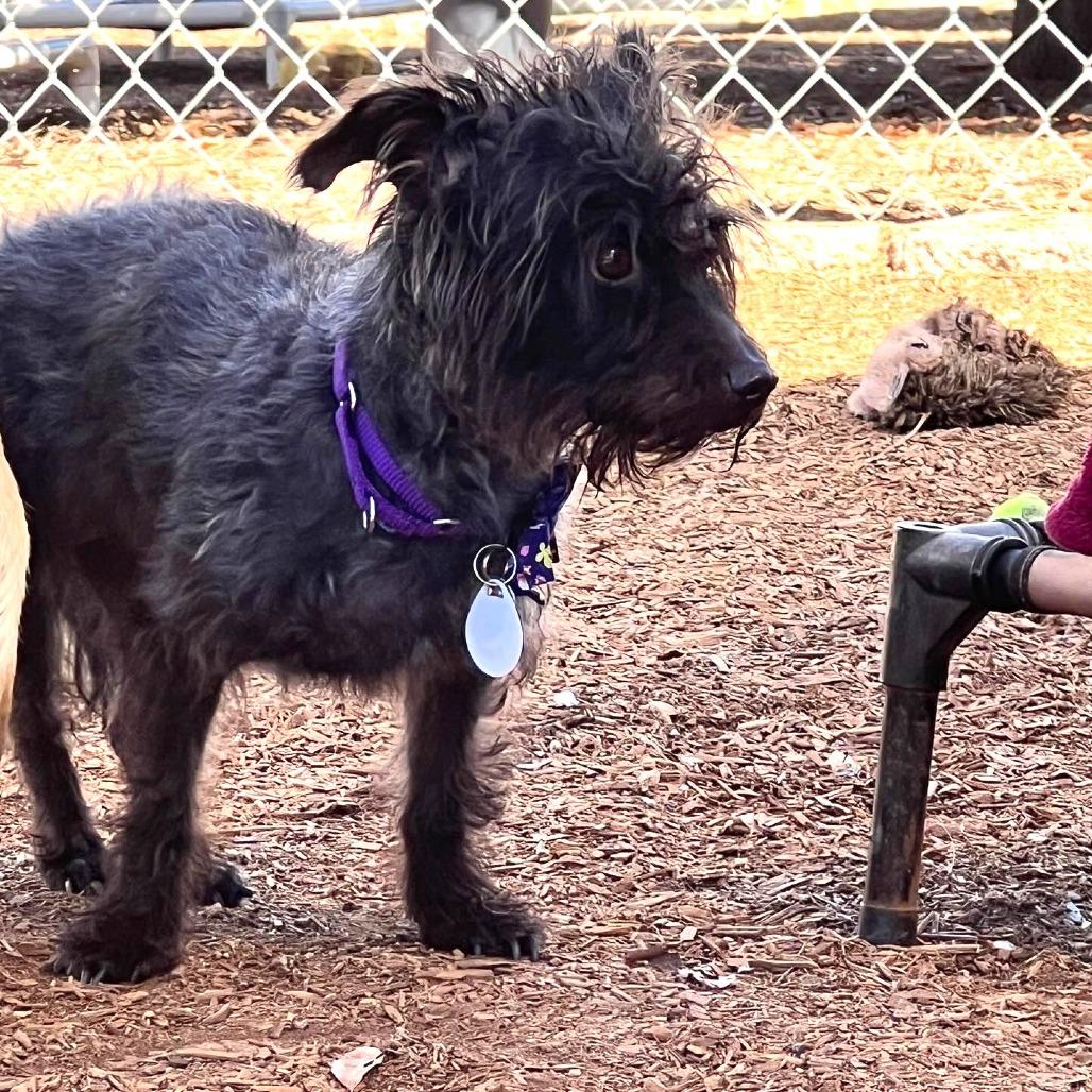 Enlarge Pinot Noir, a Adoptable Poodle in Sonoma, CA image 3/6