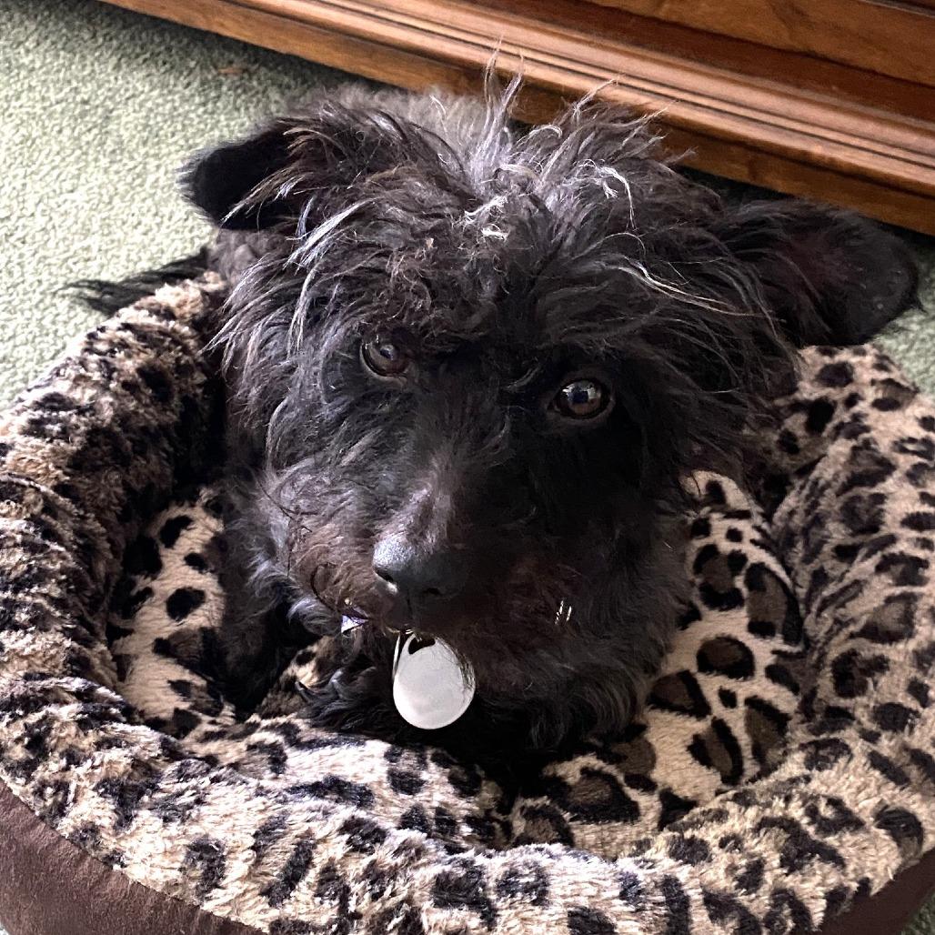 Enlarge Pinot Noir, a Adoptable Poodle in Sonoma, CA image 4/6