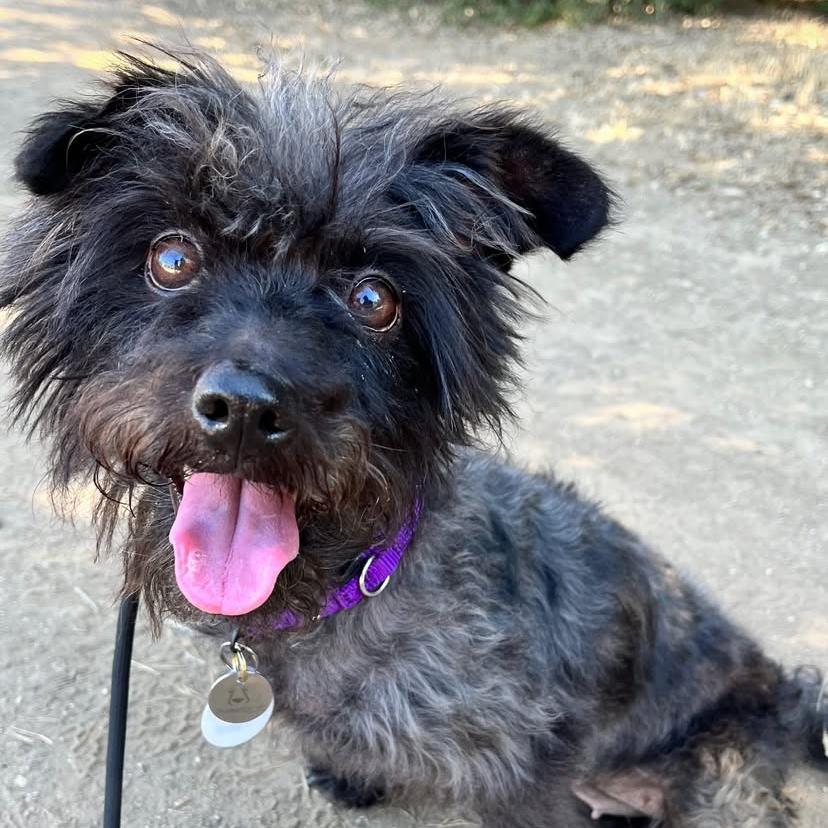 Enlarge Pinot Noir, a Adoptable Poodle in Sonoma, CA image 5/6