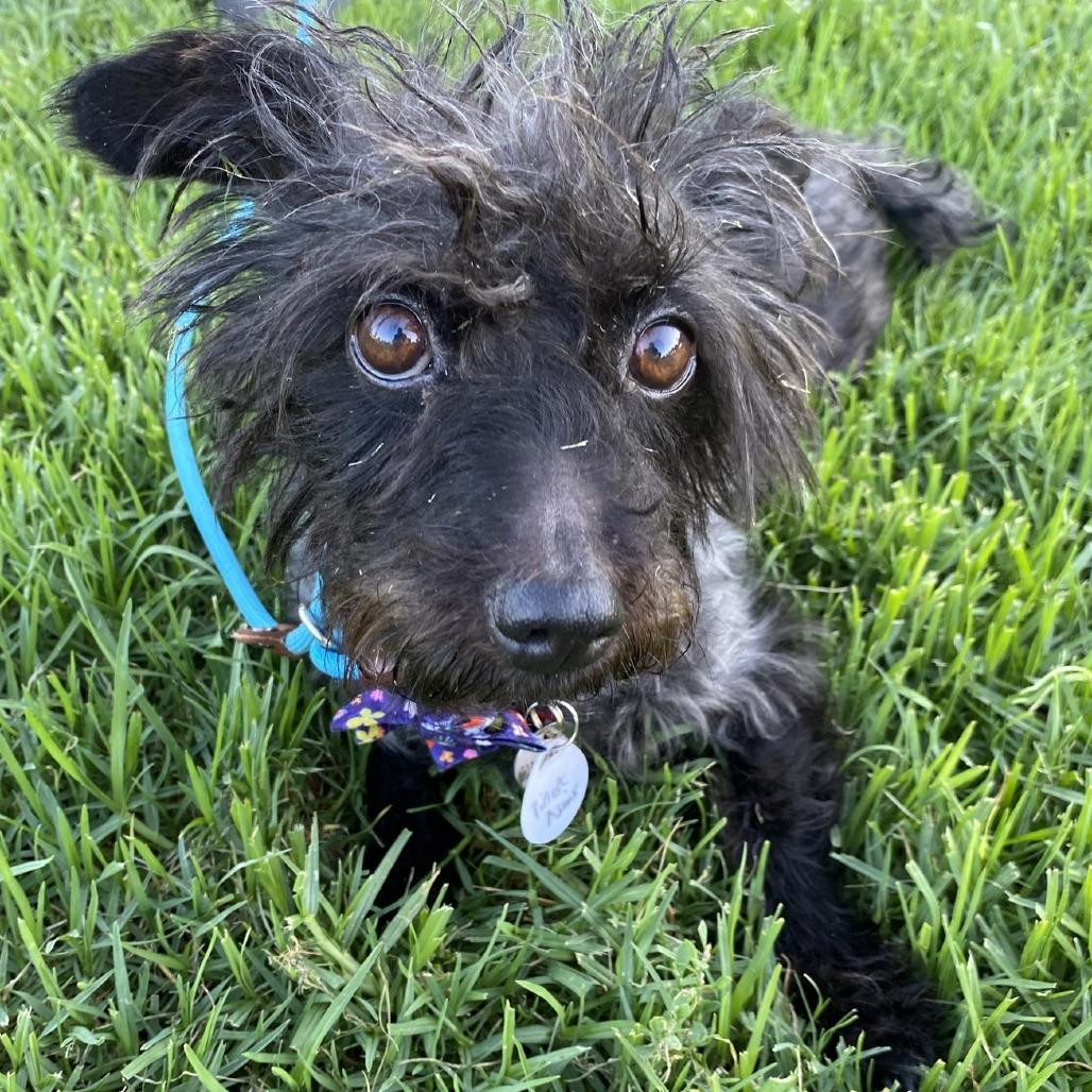 Enlarge Pinot Noir, a Adoptable Poodle in Sonoma, CA image 6/6