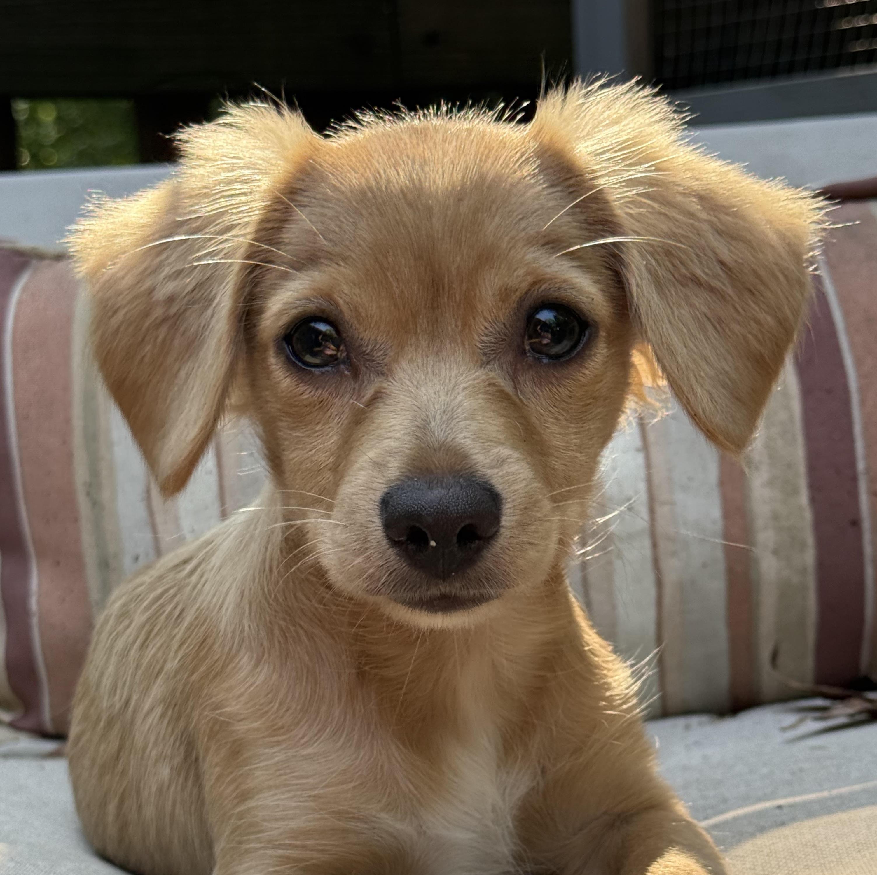 Enlarge Lemonade, a Adoptable mixed breed in Cumming, GA image 1/1