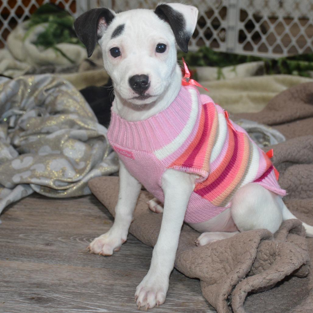 Purdie, Adoptable, Puppy Male Terrier.