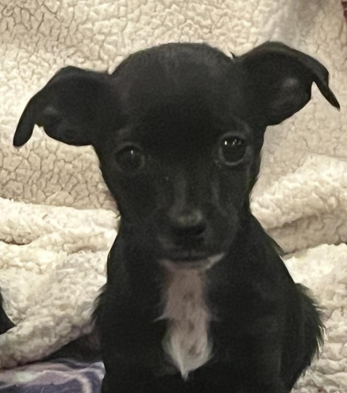 Esteban, Adoptable, Puppy Male Chihuahua.