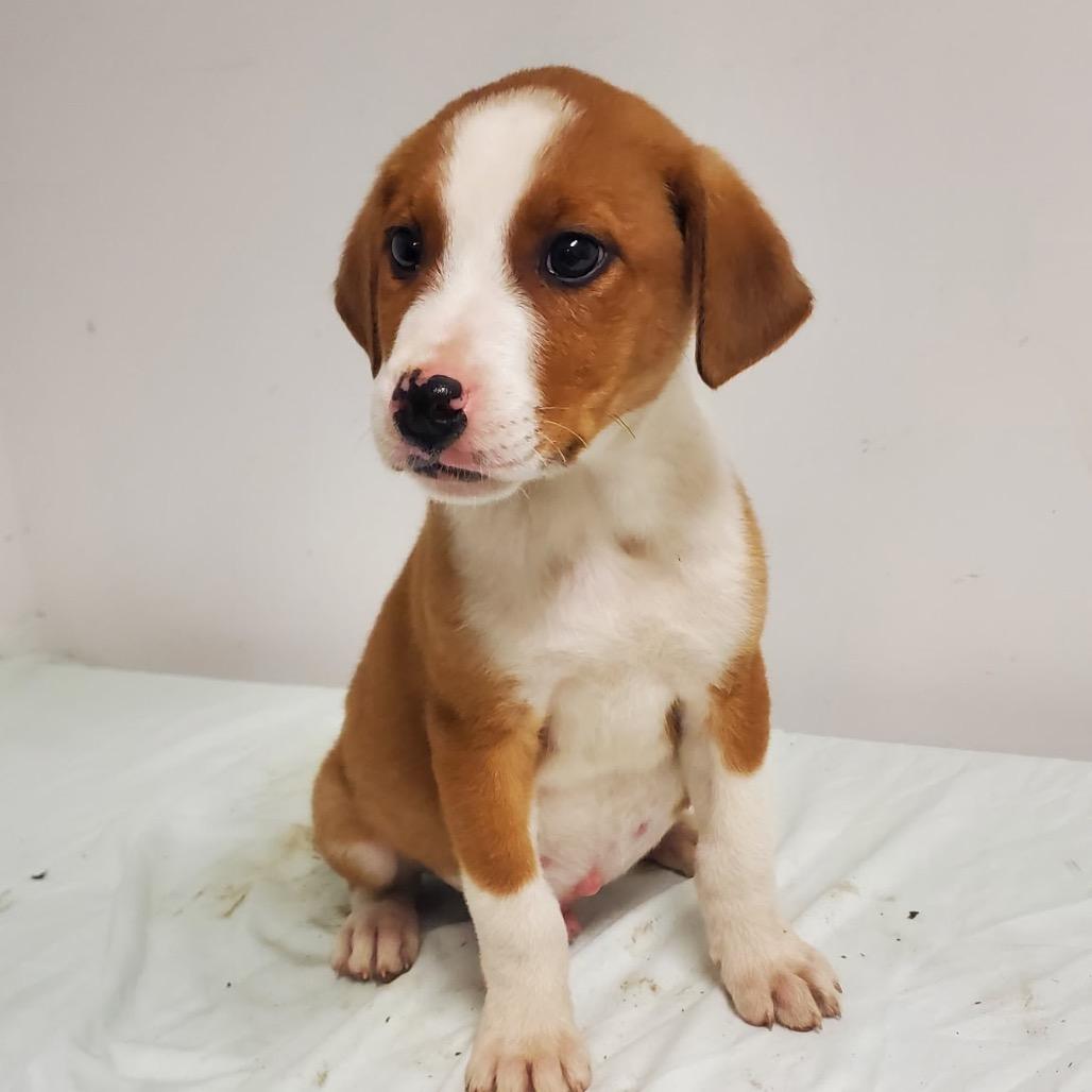 Brownie, ADOPTABLE, Young Male Mixed Breed.