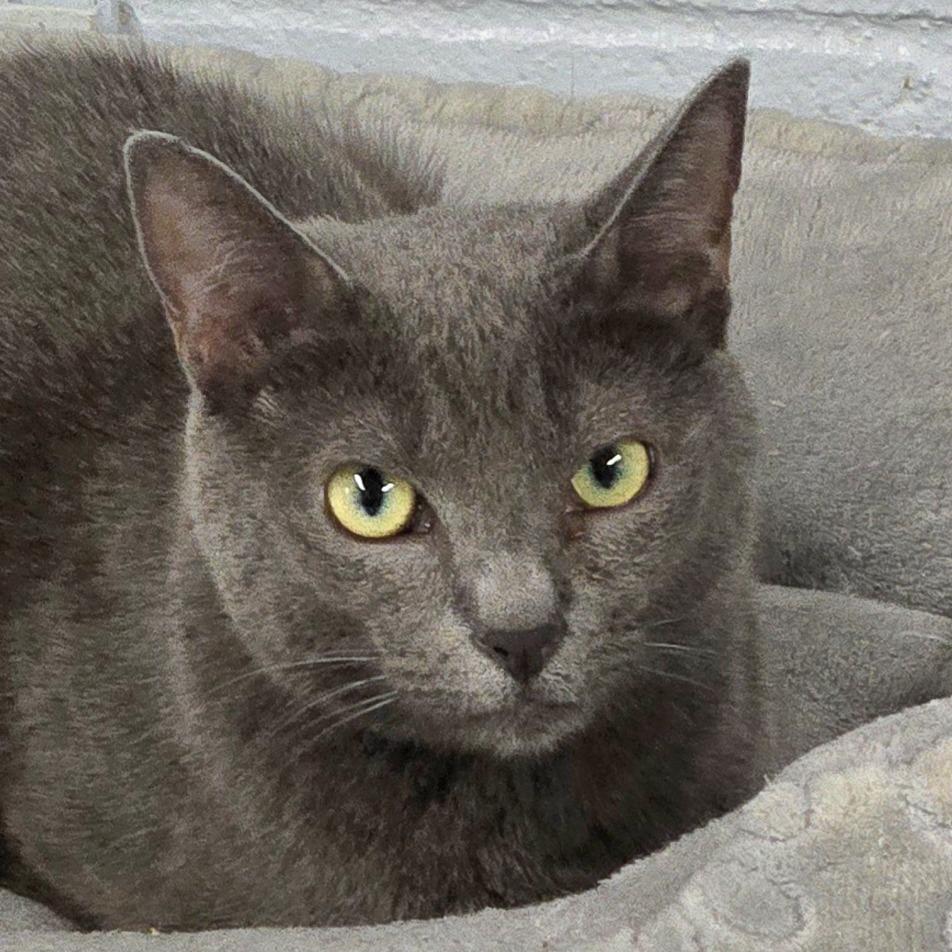 Belle, Adoptable, Adult Female Domestic Short Hair.