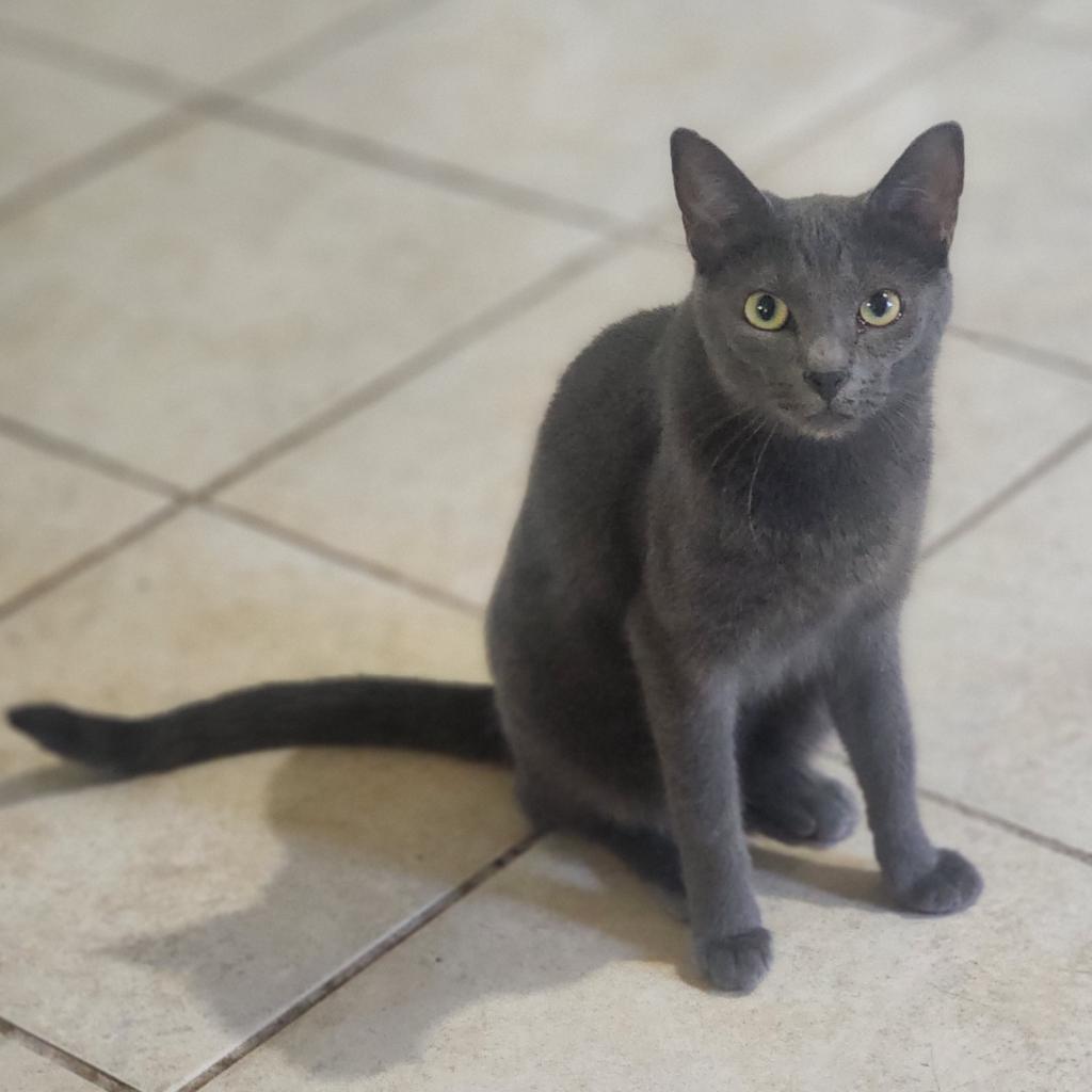 Enlarge Belle, a Adoptable Domestic Short Hair in Lexington, SC image 2/6