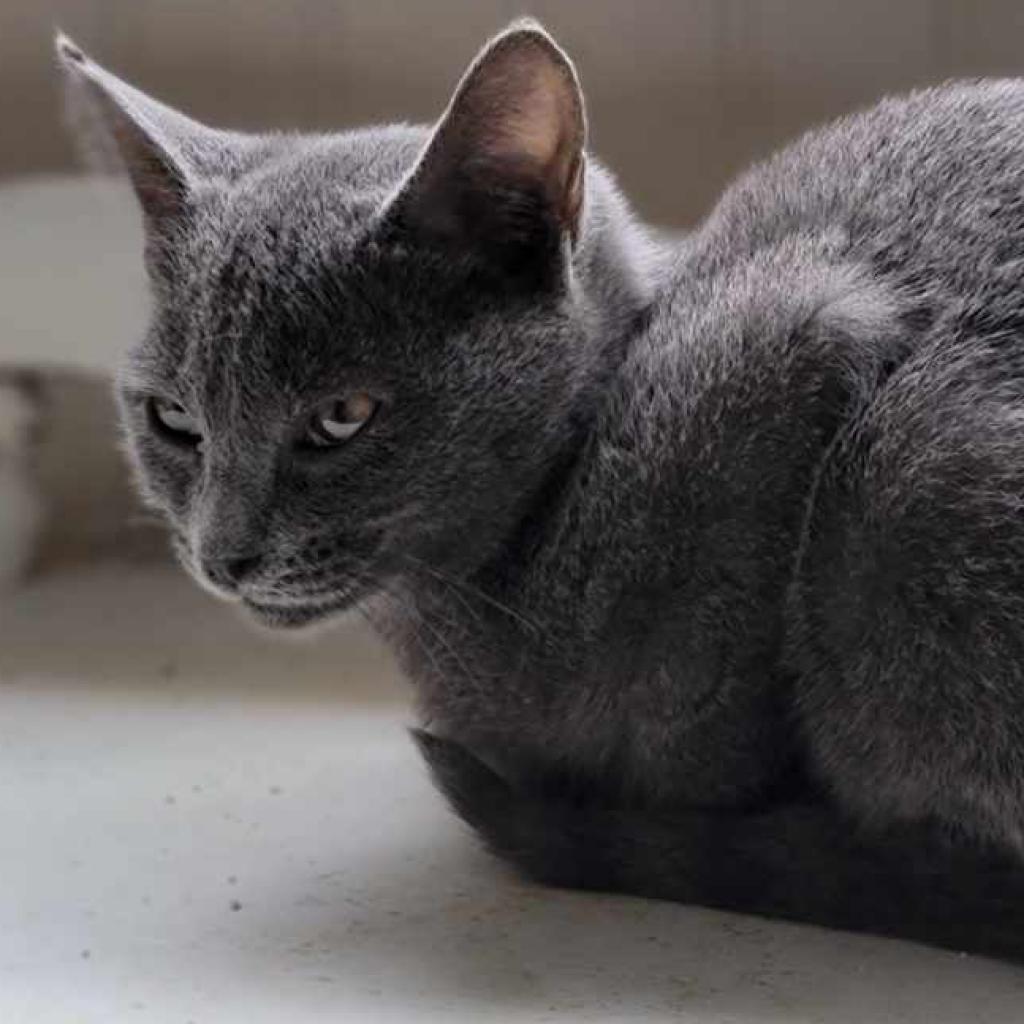 Enlarge Belle, a Adoptable Domestic Short Hair in Lexington, SC image 3/6