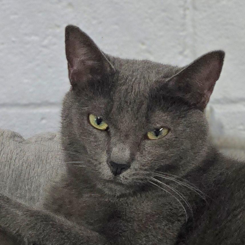 Enlarge Belle, a Adoptable Domestic Short Hair in Lexington, SC image 4/6