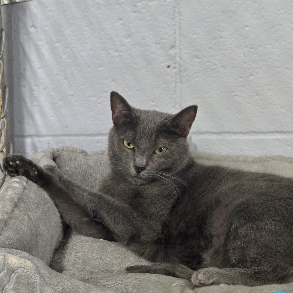 Enlarge Belle, a Adoptable Domestic Short Hair in Lexington, SC image 5/6