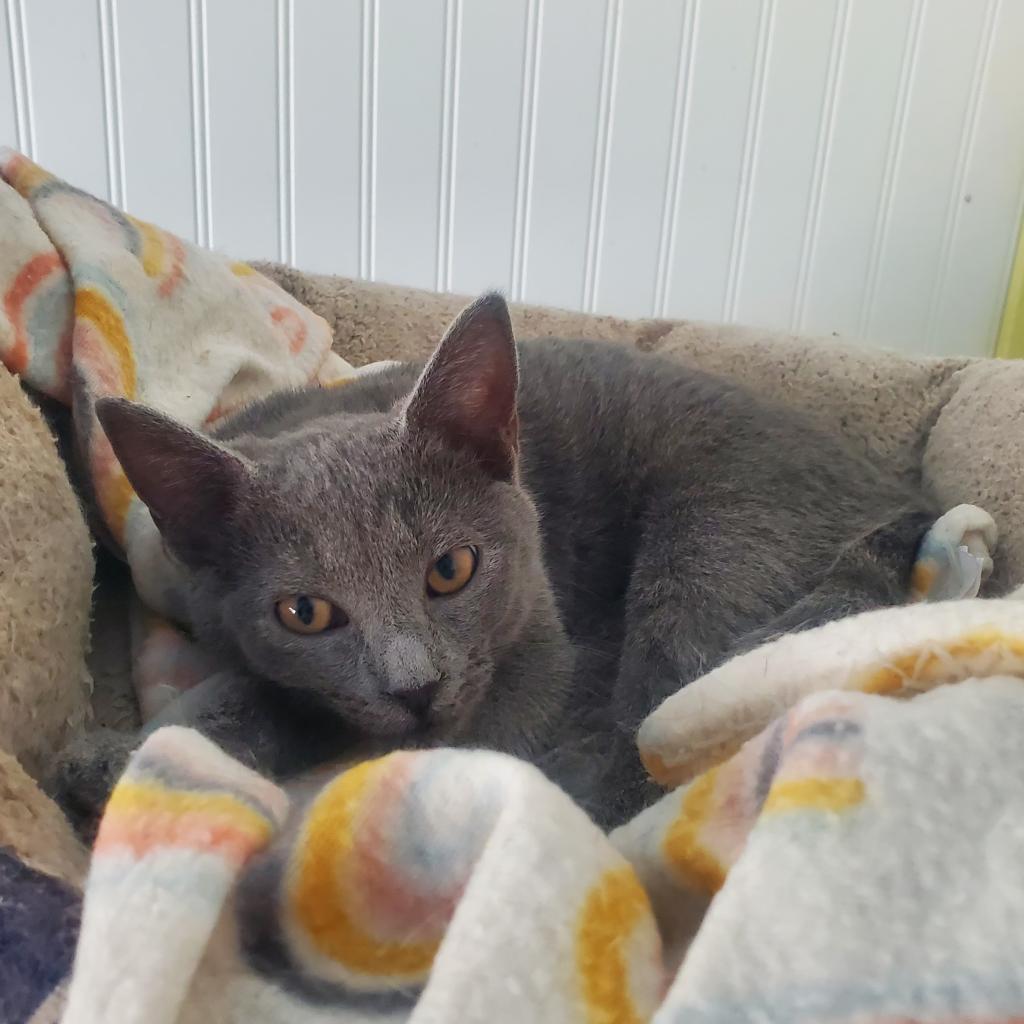 Enlarge Belle, a Adoptable Domestic Short Hair in Lexington, SC image 6/6