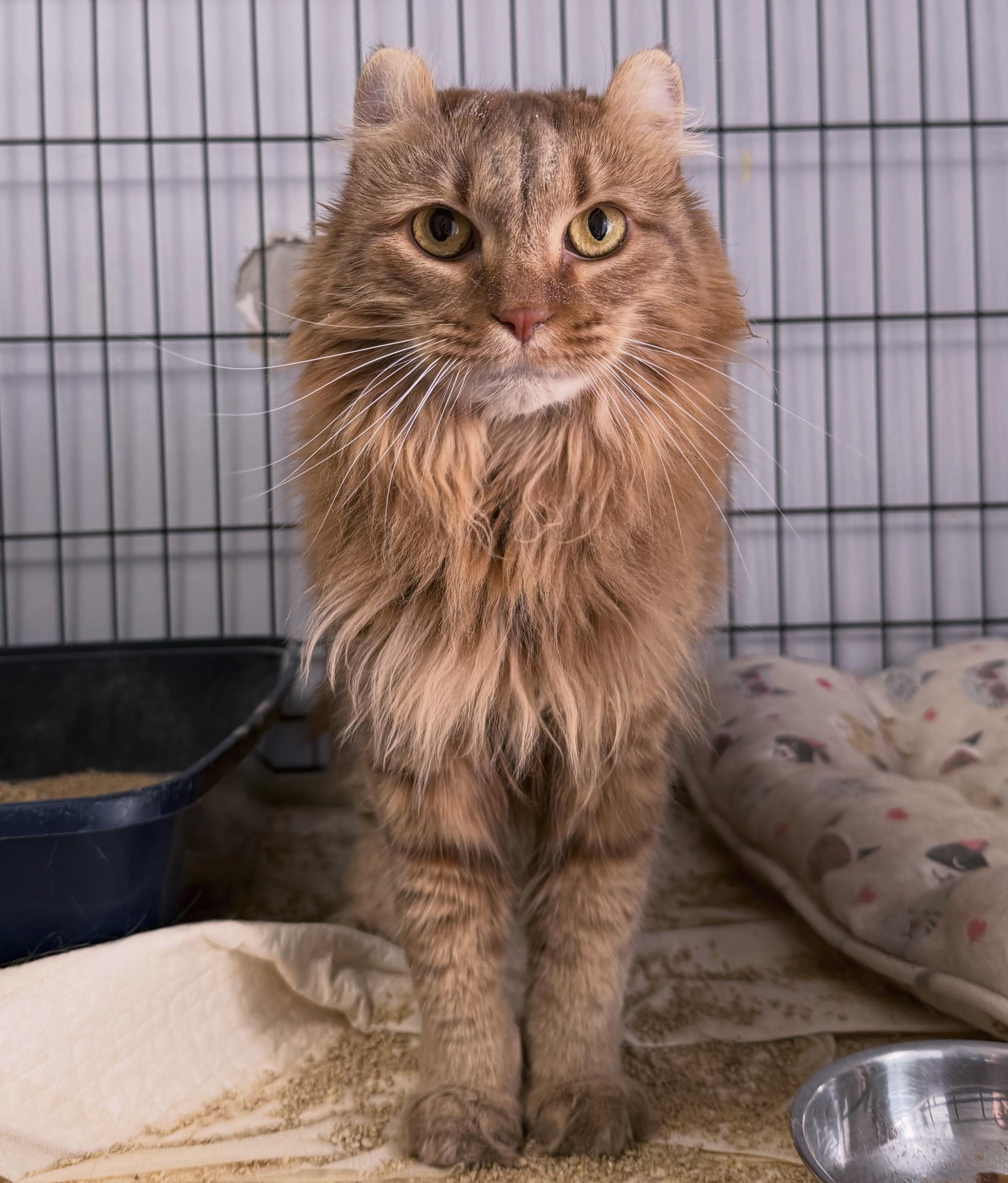 Verity, adopted, Adult Female Highland Fold.