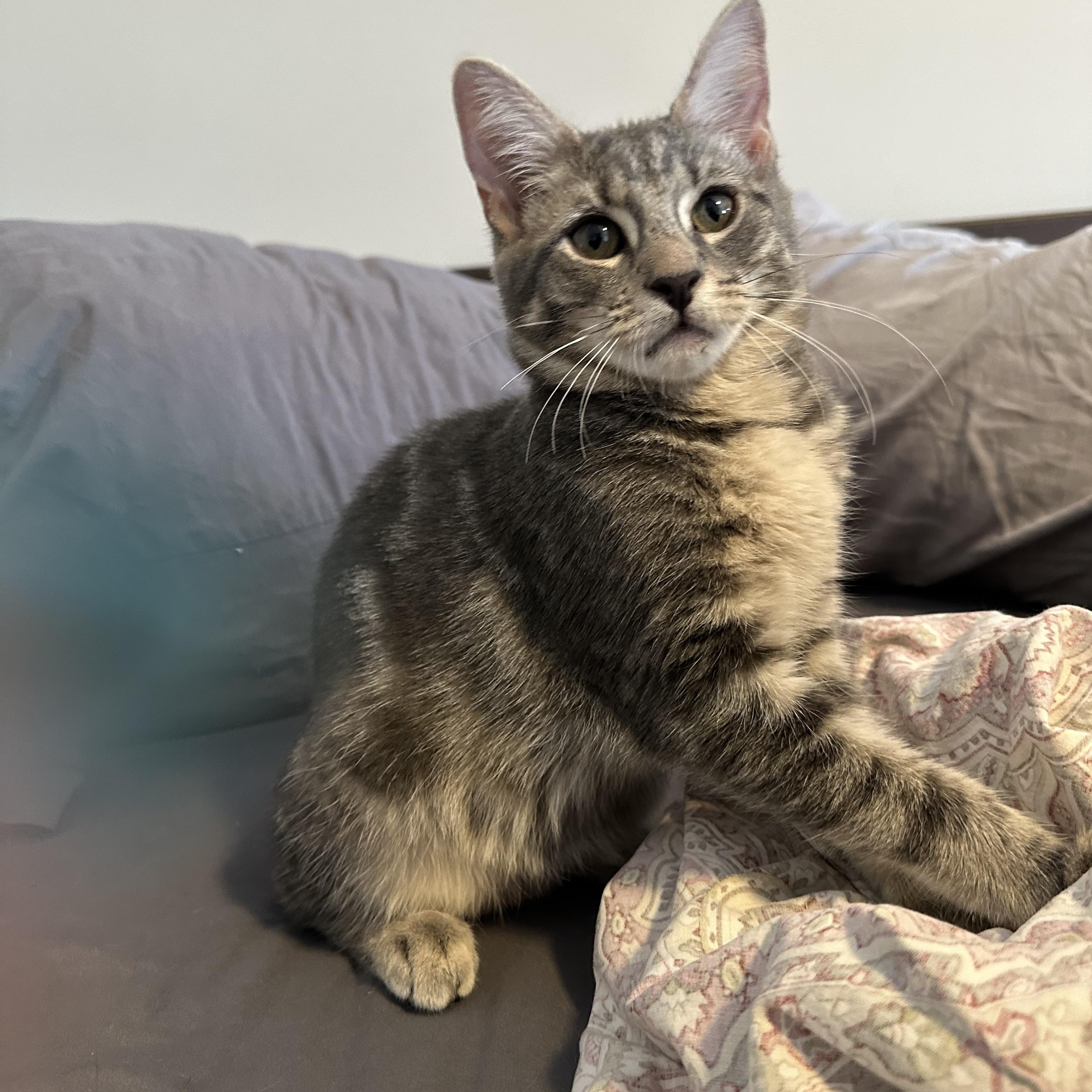 Ronnie, Adopted, Kitten Male American Shorthair.