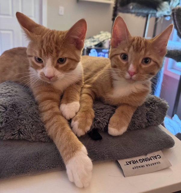 Hewey & Louie, Adopted, Kitten Male Domestic Short Hair.