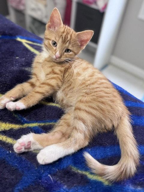Hewey & Louie, Adoptable, Kitten Male Domestic Short Hair.