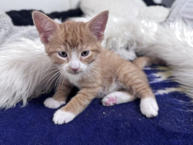 Hewey & Louie, a Adoptable Domestic Short Hair in Holland, MI image 2/3