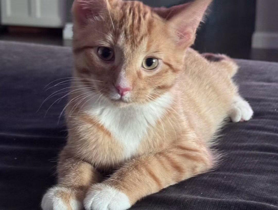 Enlarge Hewey & Louie, a Adopted Domestic Short Hair in Holland, MI image 2/3