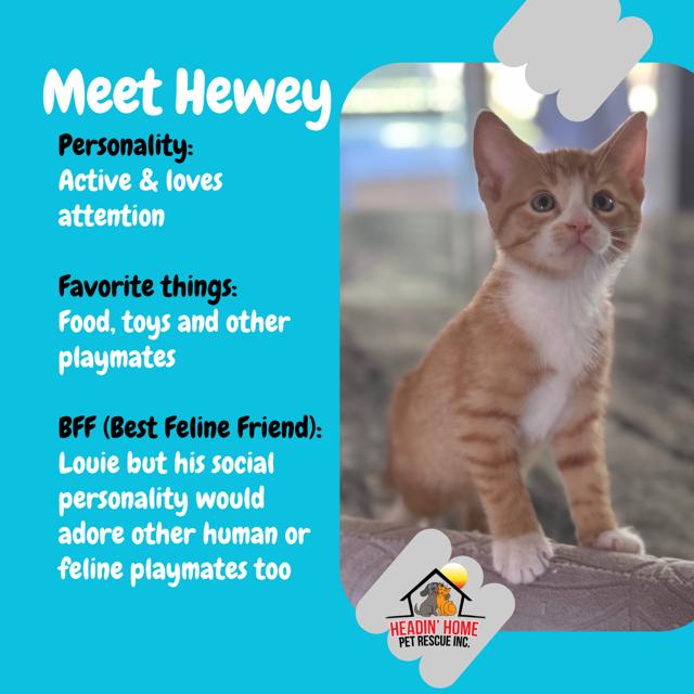 Hewey & Louie, a Adoptable Domestic Short Hair in Holland, MI image 3/3