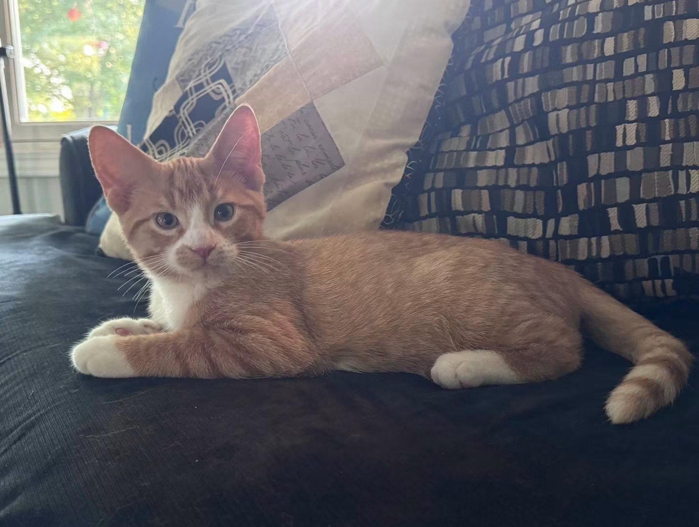 Enlarge Hewey & Louie, a Adopted Domestic Short Hair in Holland, MI image 3/3