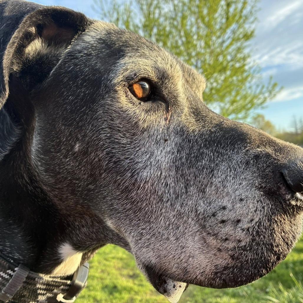 Enlarge Kumba, a Adoptable Great Dane in Quakertown, PA image 1/5