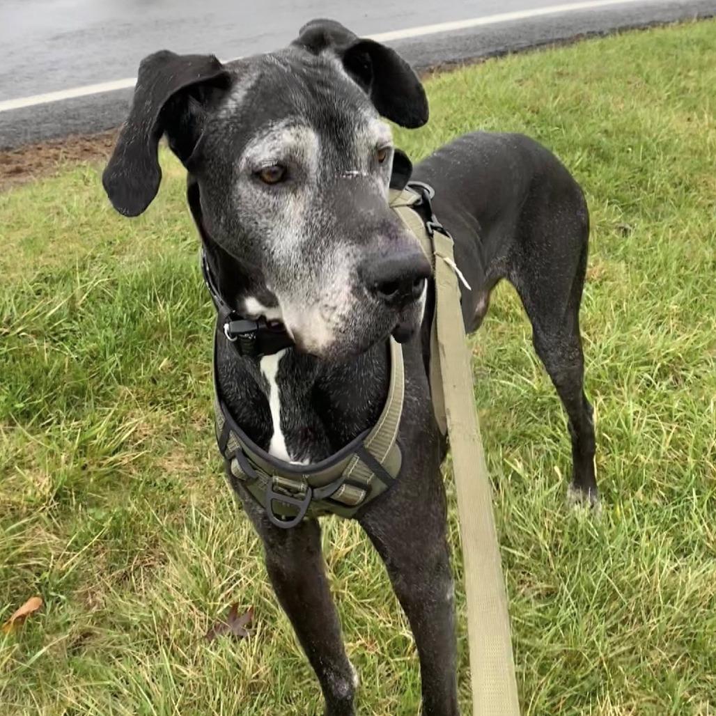 Enlarge Kumba, a Adoptable Great Dane in Quakertown, PA image 2/5