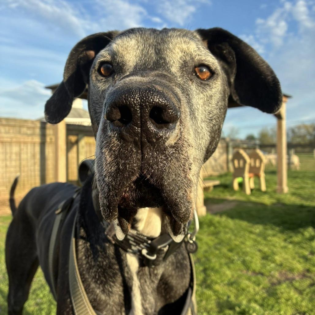 Enlarge Kumba, a Adoptable Great Dane in Quakertown, PA image 3/5